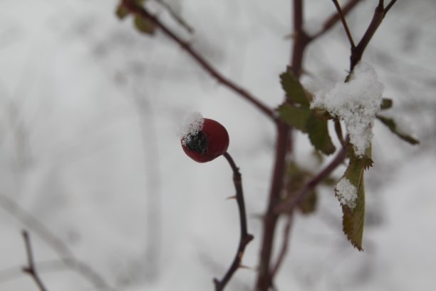 雪和玫瑰果素材图片