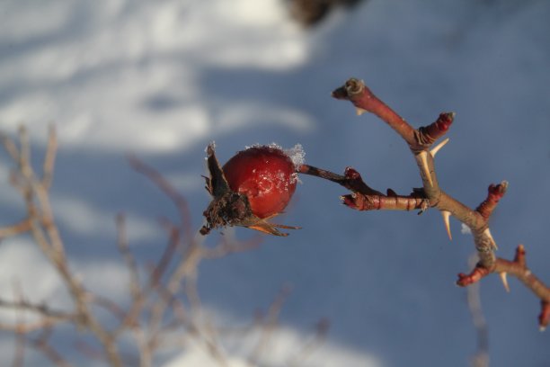 雪和玫瑰果图片下载