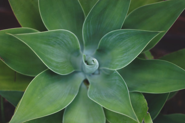 绿叶背景龙舌兰肉质仙人掌图片下载