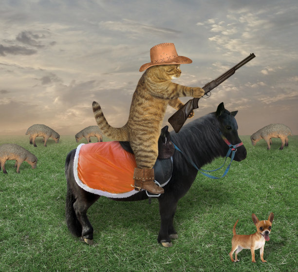 黑马上的猫在放羊图片下载