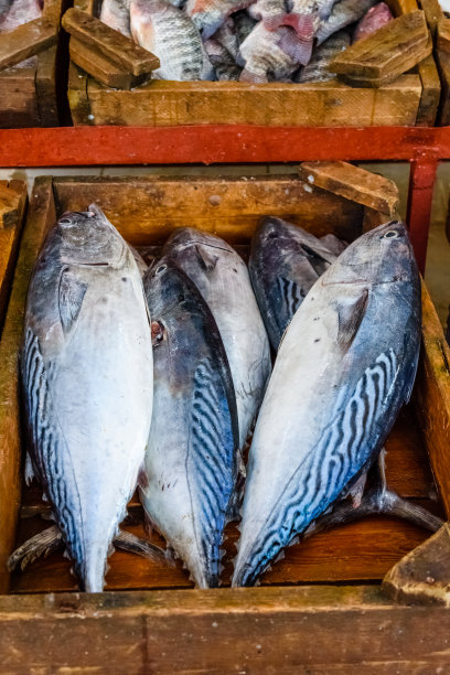 埃及赫尔格达市鱼市场金枪鱼图片下载