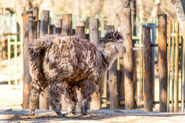 滑稽的成年白色喇嘛与厚毛背部观自然背景图片下载