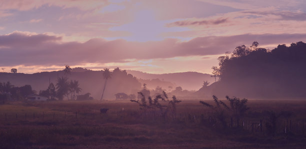 亚洲村庄日落时的夏季草地的复古照片。日出时的亚洲乡村风景和雾中的棕榈树。浮罗交怡岛、马来西亚。图片下载