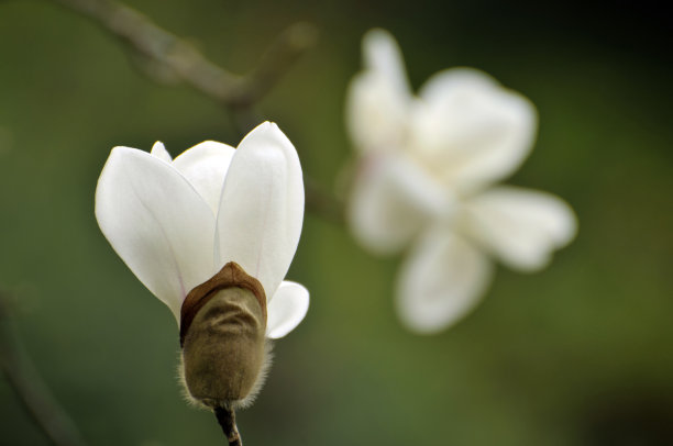 木兰的花图片下载