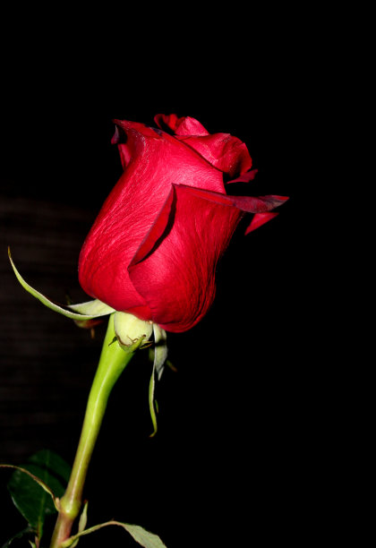 单一的红玫瑰图片下载