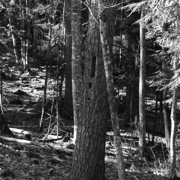 黑白自然风光图片下载