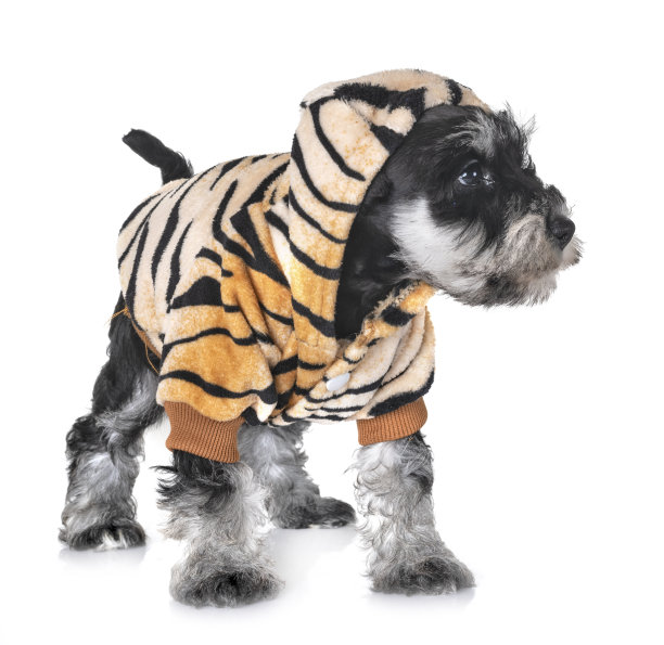 小狗迷你雪纳瑞图片下载