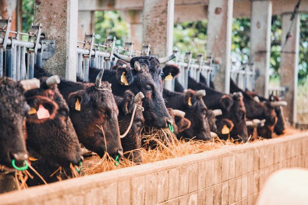 牛的牛肉图片下载