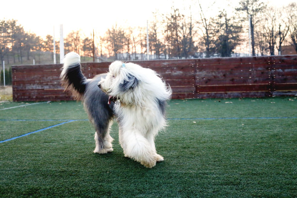 草地上的古代英国牧羊犬图片下载