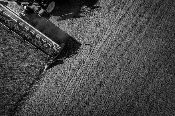 削减bean图片下载