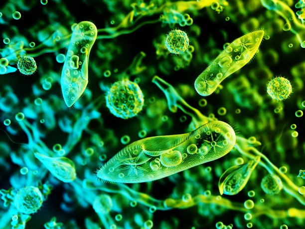 显微镜下的原生动物，滴虫图片下载