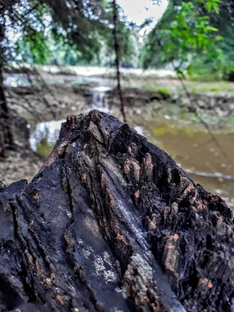 莲花公园图片下载