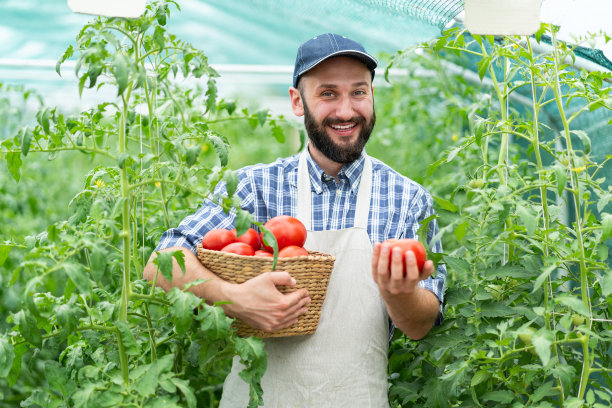 农场上种植有机番茄的农民图片下载