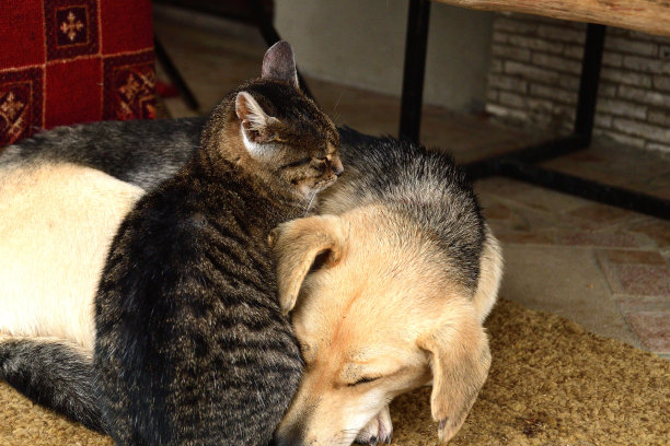 家的狗和猫躺在一起，成了最好的朋友图片下载