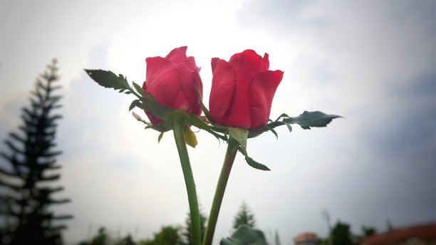 美丽的红玫瑰花为情人节或婚礼和蓝天图片下载