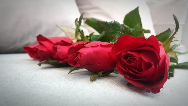 美丽的红玫瑰花，情人节或婚礼图片下载