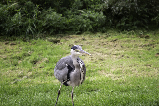 苍鹭在公园图片下载