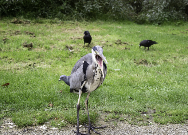 苍鹭在公园图片下载