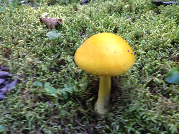 鲜黄色小蘑菇图片下载