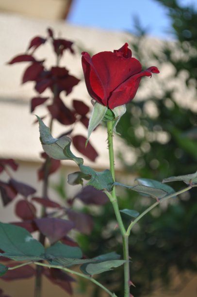 花园里美丽的玫瑰花图片下载