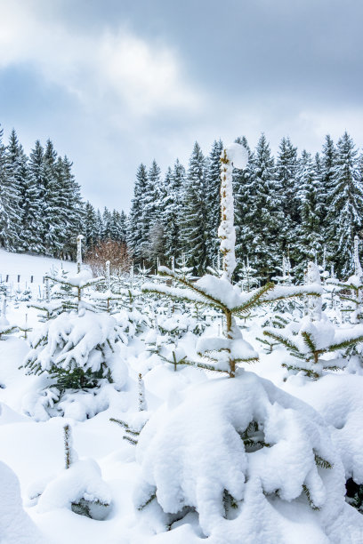 冰雪覆盖的冷杉在冬天的风景。图片下载