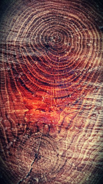 树的年轮增长图片下载