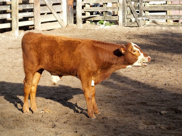 布拉德福德小牛，是赫里福德公牛和婆罗门母牛的杂交品种，正站在畜栏里。图片下载