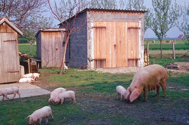 放养猪的农场图片下载