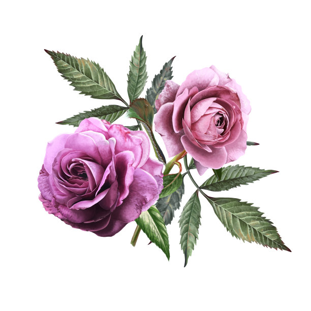 花、玫瑰花、自然、植物、艺术、插图、美丽、叶、设计图片下载