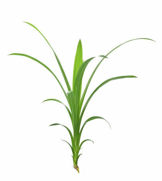 潘丹叶子孤立的白色背景图片下载