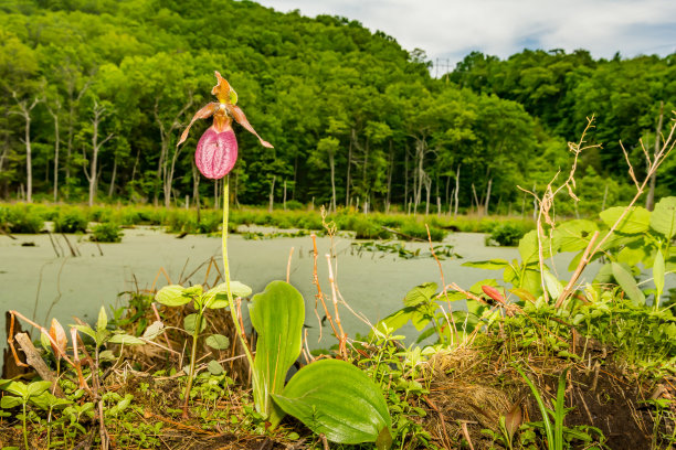 粉色的女式拖鞋图片下载