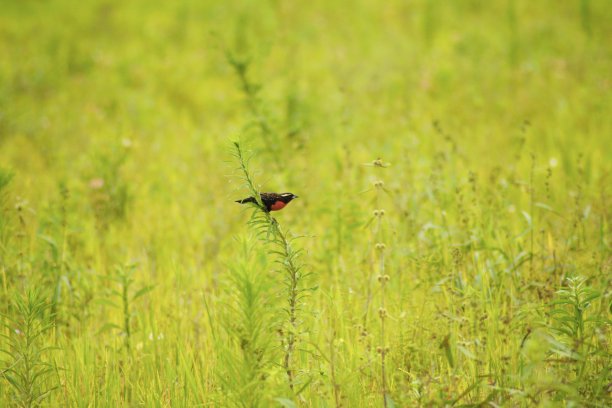 巴西的鸟类图片下载