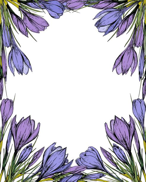 花的方形框架与紫色的番红花。图片下载