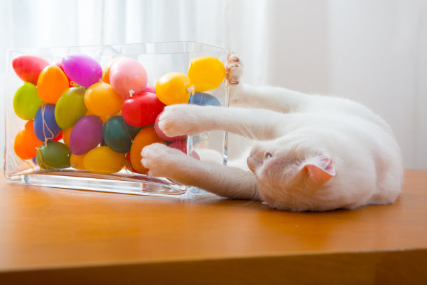 白色的猫躺在复活节蛋旁边嬉戏图片下载
