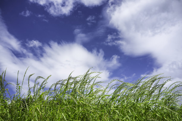 阳光下的野草图片下载