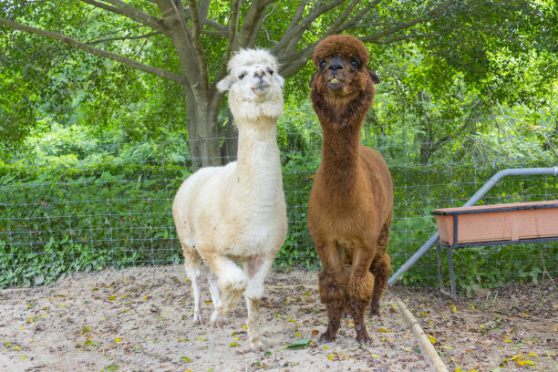 棕色和白色的美洲驼，都在农田里。图片下载