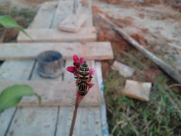 蜜蜂在花上图片下载