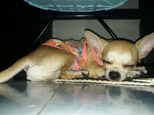 吉娃娃狗睡觉图片下载