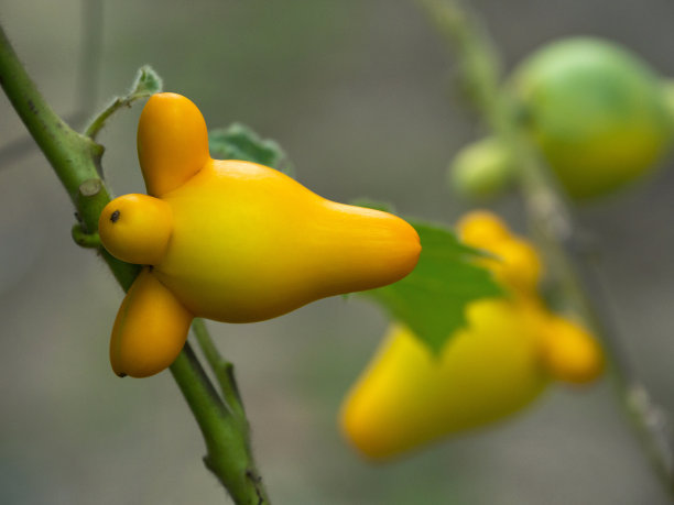 花园里有茄、乳果、乳果或狐狸脸。图片下载