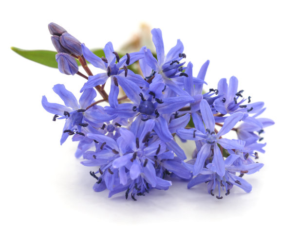 紫色美丽的雪花莲。图片下载