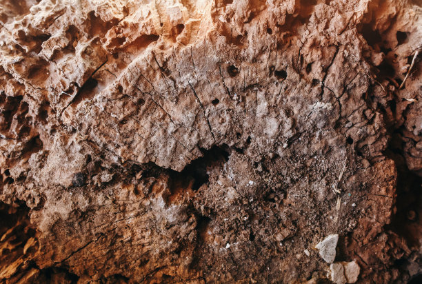 旧漆红色木制背景。树桩质朴的纹理。图片下载