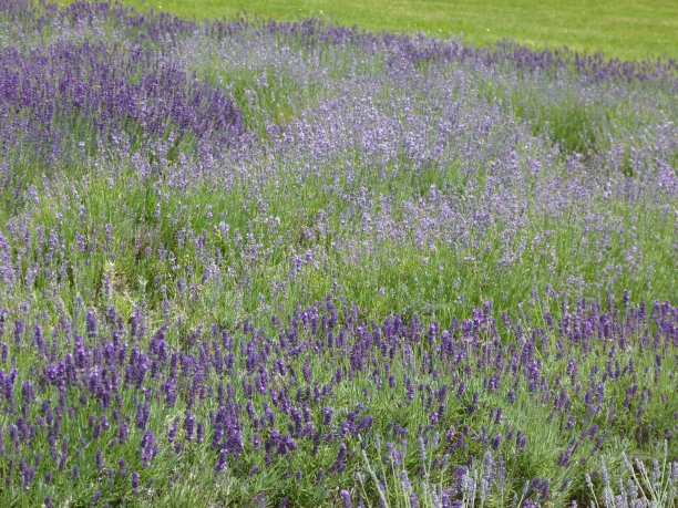 用真正的薰衣草包围着一个迷宫图片下载