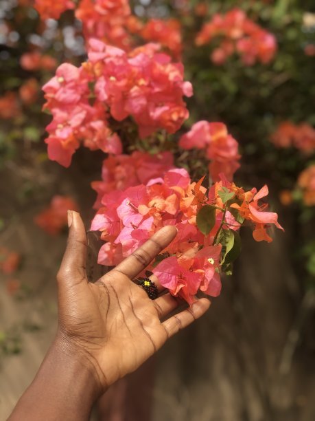 布鲁姆图片下载