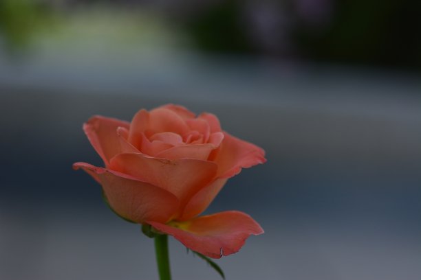 单瓣粉红色玫瑰花，散花不错图片下载