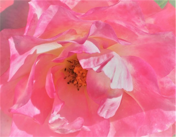 漂亮的粉色玫瑰。图片下载