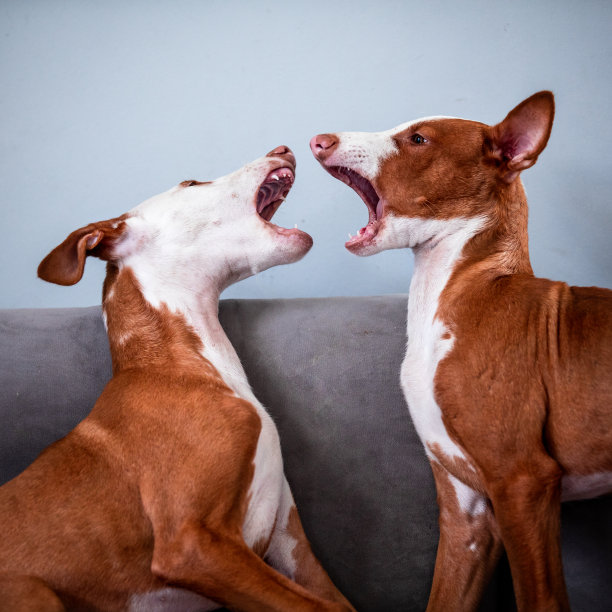 依比沙猎犬小狗图片下载
