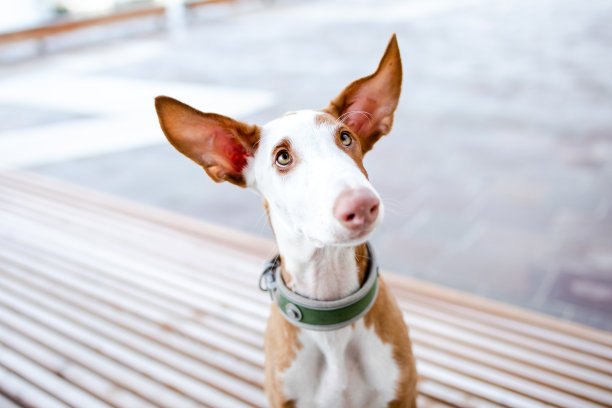 伊比赞犬小狗肖像图片下载