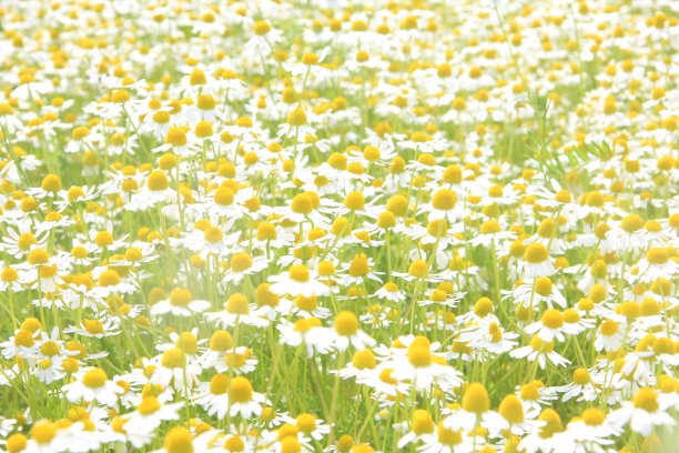 鲁米亚内克图片下载