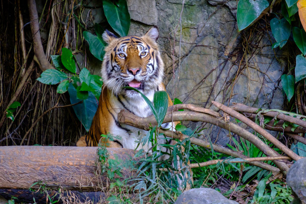 老虎在森林里。图片下载