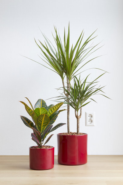 明亮的客厅，地板上放着红色陶瓷花盆的室内植物图片下载